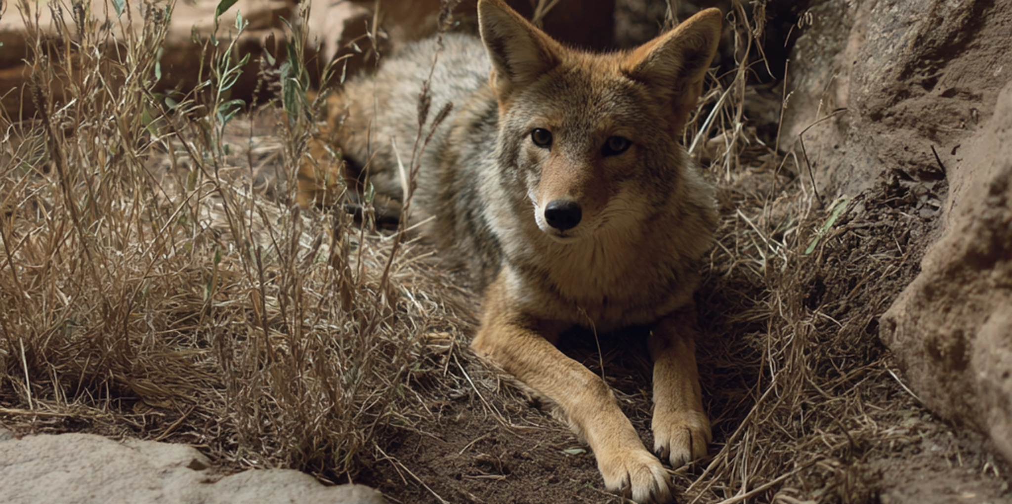Wildlife Control Assistance