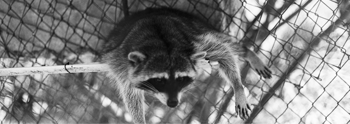 Wildlife Removal